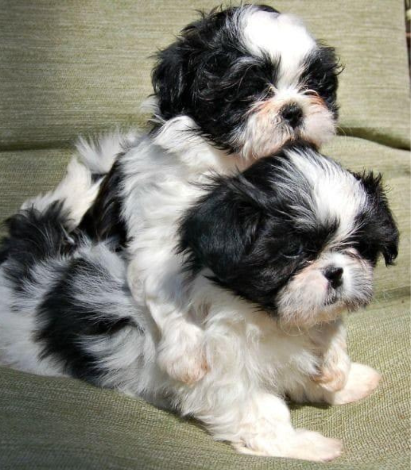 Shih Tzu