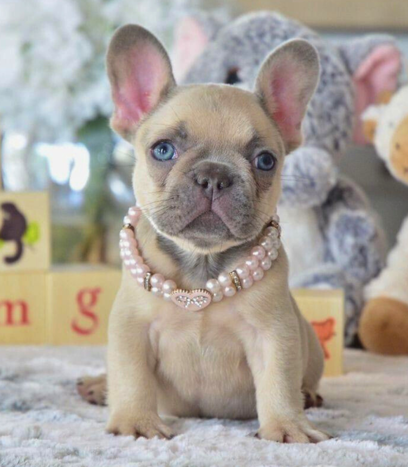 Buldog Francés