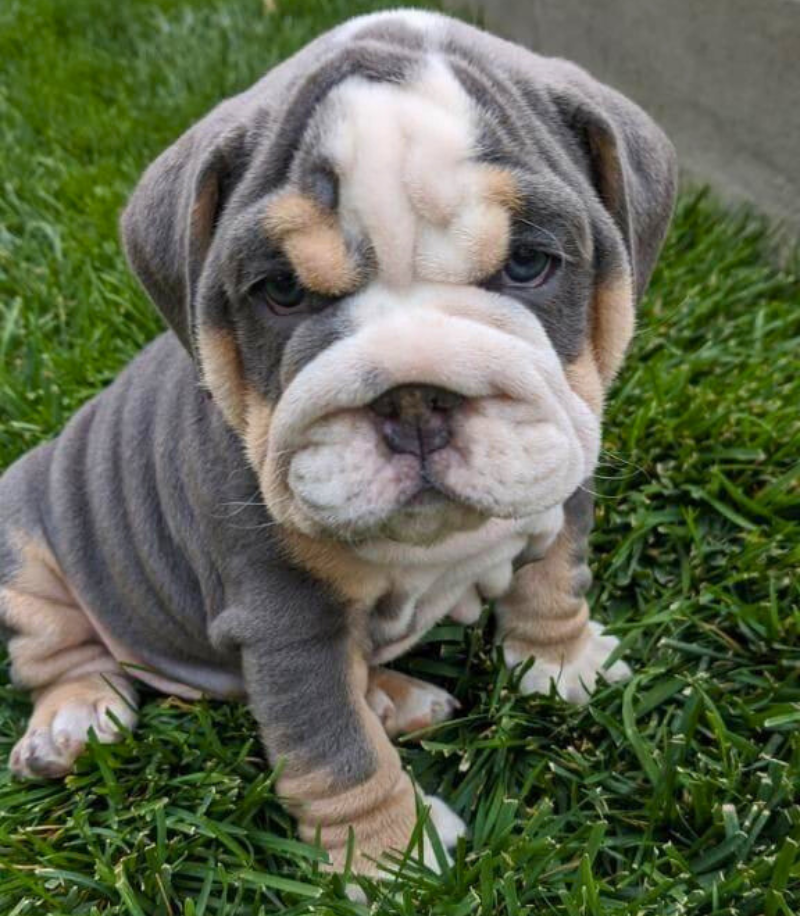 Buldog Inglés