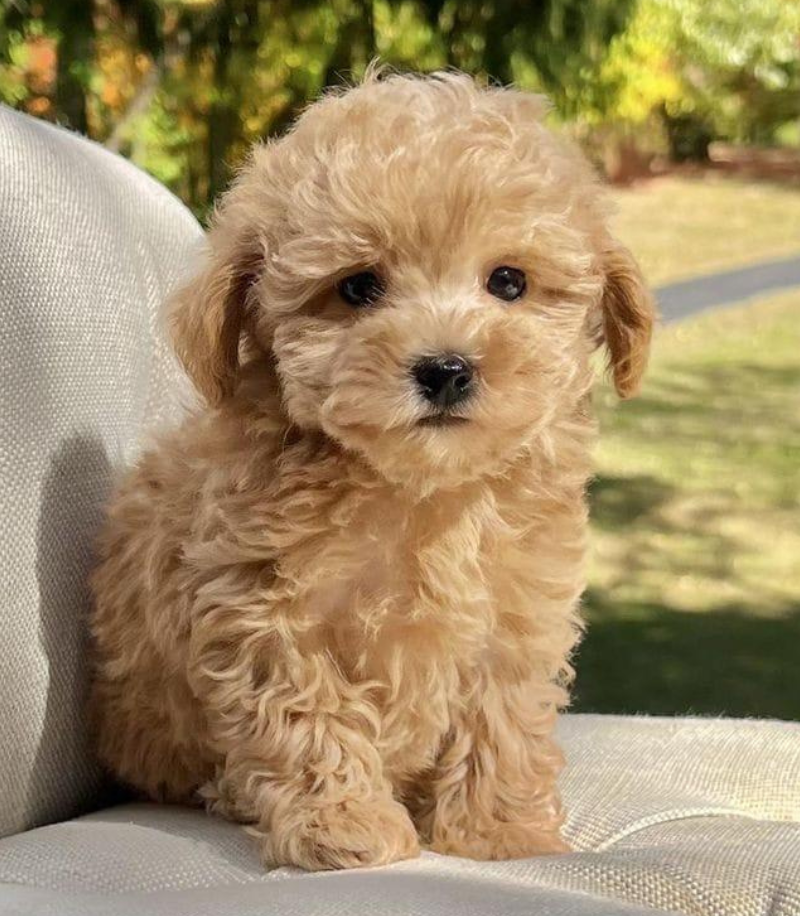 Caniche