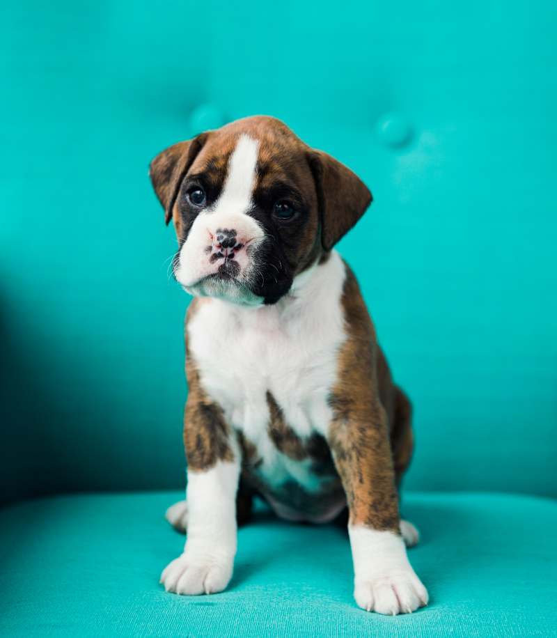 Boxer